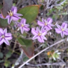 Thysanotus patersonii at Majura, ACT - 21 Sep 2023