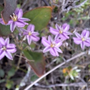 Thysanotus patersonii at Majura, ACT - 21 Sep 2023