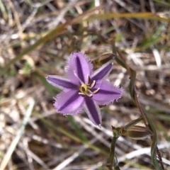 Thysanotus patersonii at Majura, ACT - 21 Sep 2023