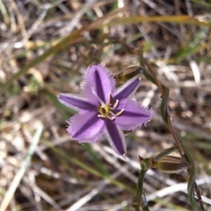 Thysanotus patersonii at Majura, ACT - 21 Sep 2023