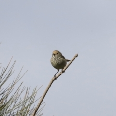 Acanthiza pusilla (Brown Thornbill) at Molonglo River Reserve - 23 Sep 2023 by JimL