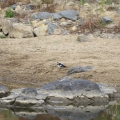 Grallina cyanoleuca (Magpie-lark) at Molonglo River Reserve - 23 Sep 2023 by JimL