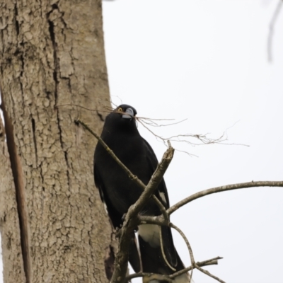 Strepera graculina (Pied Currawong) at Molonglo River Reserve - 23 Sep 2023 by JimL