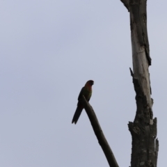 Platycercus elegans (Crimson Rosella) at Denman Prospect, ACT - 24 Sep 2023 by JimL