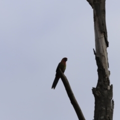 Platycercus elegans (Crimson Rosella) at Molonglo River Reserve - 23 Sep 2023 by JimL