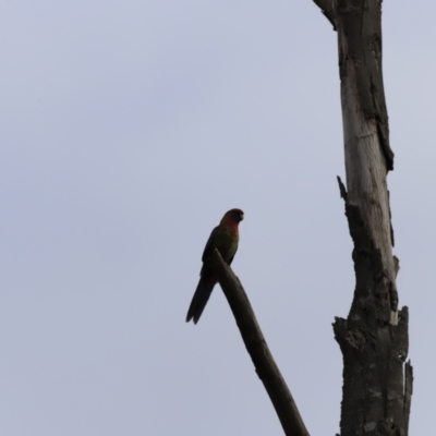 Platycercus elegans (Crimson Rosella) at Denman Prospect, ACT - 24 Sep 2023 by JimL