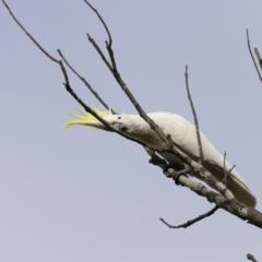 Cacatua galerita (Sulphur-crested Cockatoo) at Denman Prospect, ACT - 24 Sep 2023 by JimL