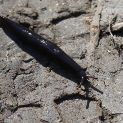 Unverified Snail or Slug (Gastropoda) at Bandiana, VIC - 17 Sep 2023 by KylieWaldon