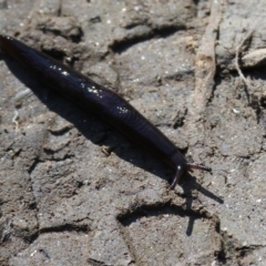 Unidentified Snail or Slug (Gastropoda) at Bandiana, VIC - 16 Sep 2023 by KylieWaldon
