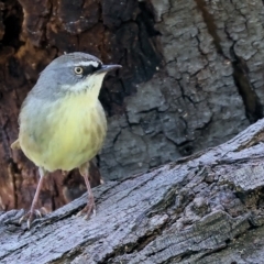 Sericornis frontalis (White-browed Scrubwren) at Bandiana, VIC - 17 Sep 2023 by KylieWaldon