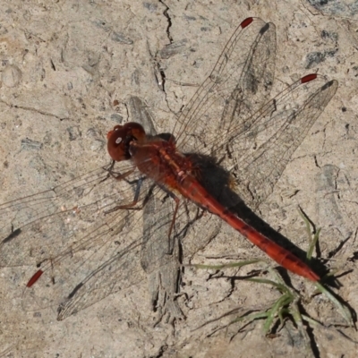 Diplacodes bipunctata (Wandering Percher) at Killara, VIC - 17 Sep 2023 by KylieWaldon