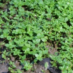 Callitriche stagnalis (Common Starwort) at Killara, VIC - 17 Sep 2023 by KylieWaldon