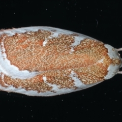 Euchaetis rhizobola (A Concealer moth) at Ainslie, ACT - 23 Sep 2023 by jb2602