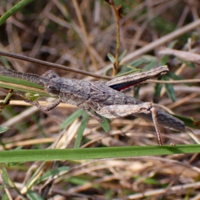 Coryphistes ruricola (Bark-mimicking Grasshopper) at Aranda Bushland - 21 Sep 2023 by CathB