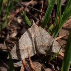 Nearcha nullata at Belconnen, ACT - 21 Sep 2023