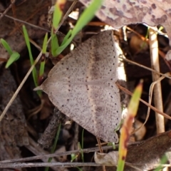 Nearcha nullata at Belconnen, ACT - 21 Sep 2023 10:33 AM