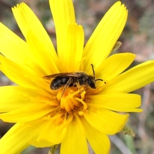 Lasioglossum (Chilalictus) lanarium at Belconnen, ACT - 21 Sep 2023