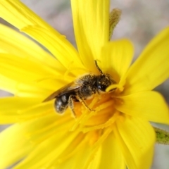 Lasioglossum (Chilalictus) lanarium at Belconnen, ACT - 21 Sep 2023