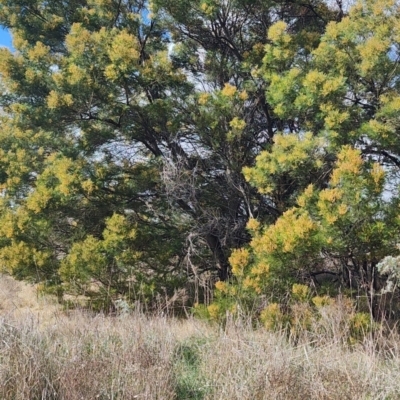 Acacia decurrens (Green Wattle) at Pialligo, ACT - 24 Sep 2023 by LyndalT