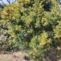 Acacia decurrens at Pialligo, ACT - 24 Sep 2023