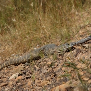 Varanus rosenbergi at Bywong, NSW - 19 Dec 2022