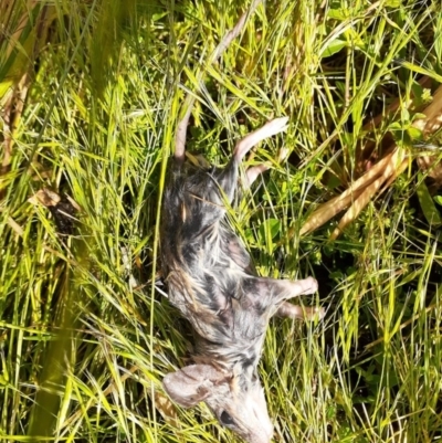 Rattus rattus (Black Rat) at Bywong, NSW - 23 Nov 2020 by GJB