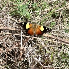 Vanessa itea (Yellow Admiral) at Tuggeranong, ACT - 23 Sep 2023 by George