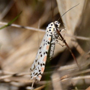 Utetheisa (genus) at Weetangera, ACT - 24 Sep 2023