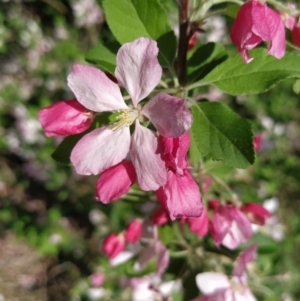 Malus pumila at Symonston, ACT - 20 Sep 2023