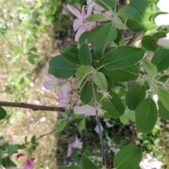 Malus pumila at Symonston, ACT - 20 Sep 2023