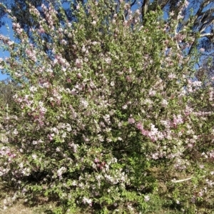 Malus pumila at Symonston, ACT - 20 Sep 2023