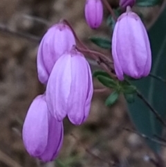 Tetratheca bauerifolia (Heath Pink-bells) at Paddys River, ACT - 23 Sep 2023 by KumikoCallaway