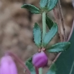 Tetratheca bauerifolia at Paddys River, ACT - 24 Sep 2023 06:06 AM