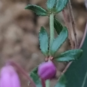 Tetratheca bauerifolia at Paddys River, ACT - 24 Sep 2023 06:06 AM