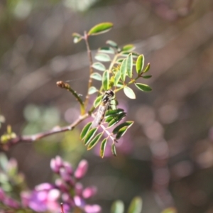 Syrphini sp. (tribe) at Gungahlin, ACT - 24 Sep 2023