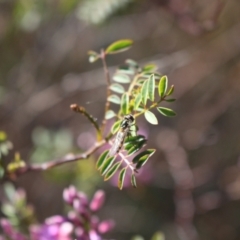 Syrphini sp. (tribe) at Gungahlin, ACT - 24 Sep 2023