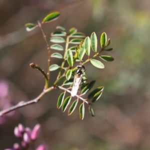 Syrphini sp. (tribe) at Gungahlin, ACT - 24 Sep 2023