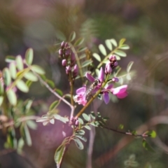 Syrphini sp. (tribe) at Gungahlin, ACT - 24 Sep 2023