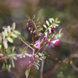 Syrphini sp. (tribe) at Gungahlin, ACT - 24 Sep 2023