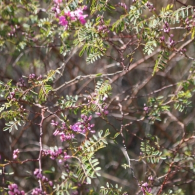 Indigofera australis subsp. australis (Australian Indigo) at Gungahlin, ACT - 24 Sep 2023 by VanceLawrence