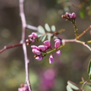 Indigofera australis subsp. australis at Gungahlin, ACT - 24 Sep 2023 10:16 AM