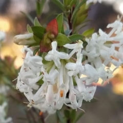 Pimelea linifolia subsp. linifolia (Queen of the Bush, Slender Rice-flower) at Fadden, ACT - 21 Sep 2023 by KumikoCallaway