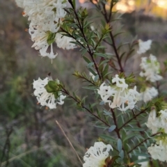 Pimelea linifolia subsp. linifolia at Fadden, ACT - 21 Sep 2023