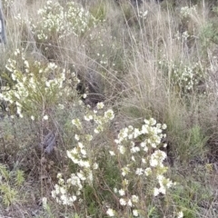 Pimelea linifolia subsp. linifolia at Fadden, ACT - 21 Sep 2023 06:24 AM