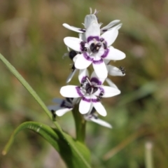 Wurmbea dioica subsp. dioica at Gungahlin, ACT - 24 Sep 2023