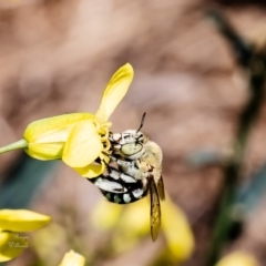 Amegilla (Zonamegilla) asserta (Blue Banded Bee) at Macgregor, ACT - 24 Sep 2023 by Roger