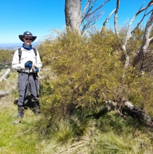 Acacia genistifolia at Gungahlin, ACT - 24 Sep 2023