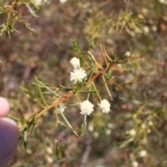 Acacia genistifolia at Gungahlin, ACT - 24 Sep 2023