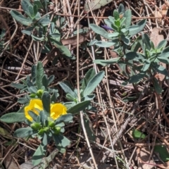 Hibbertia obtusifolia (Grey Guinea-flower) at Majura, ACT - 23 Sep 2023 by stofbrew