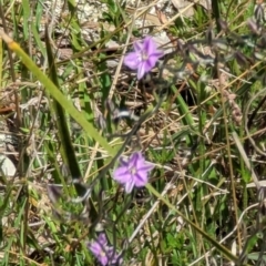 Thysanotus patersonii (Twining Fringe Lily) at Mount Ainslie - 23 Sep 2023 by stofbrew